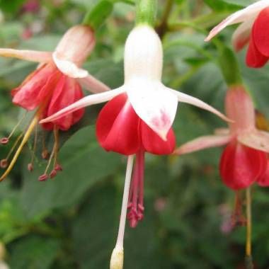  Fuchsia magellanica Galadriel- обичка зимоустойчива бяло и червено (1566)